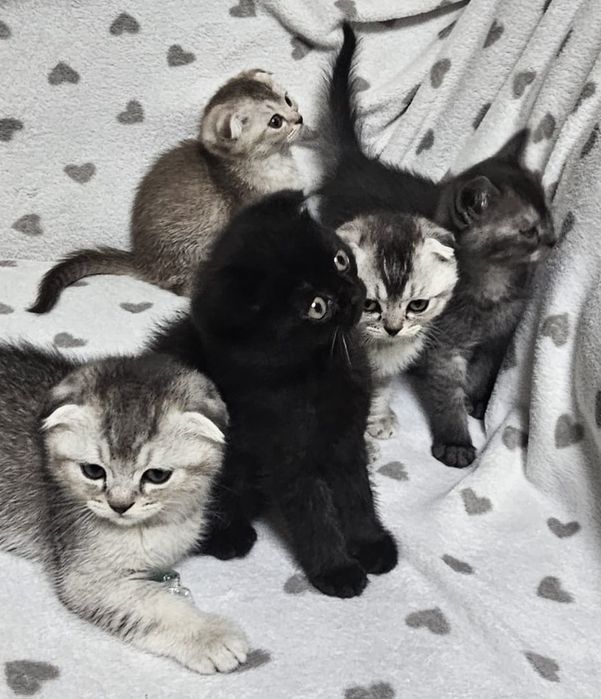 Котятки вислоухие