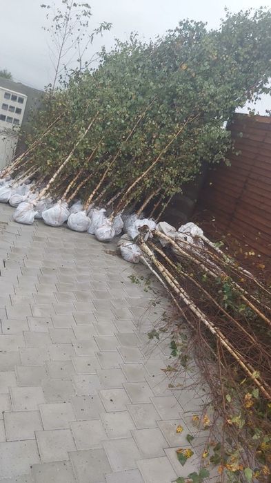 Vând puiet mesteacan 3-5m