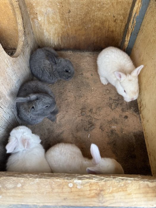 Ona bola quyonlar sotiladi