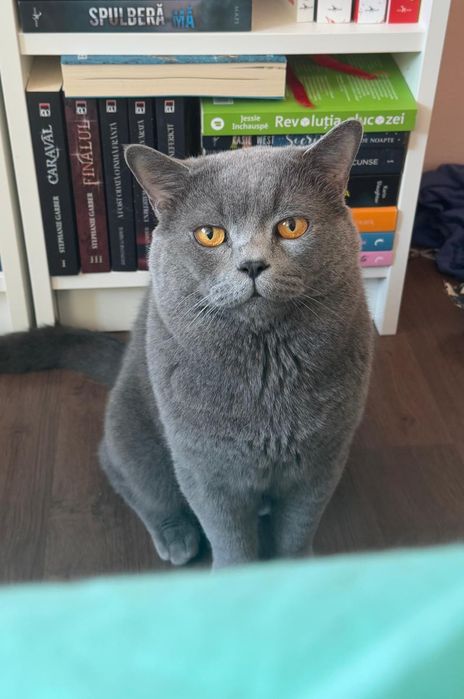 Motan British shorthair blue