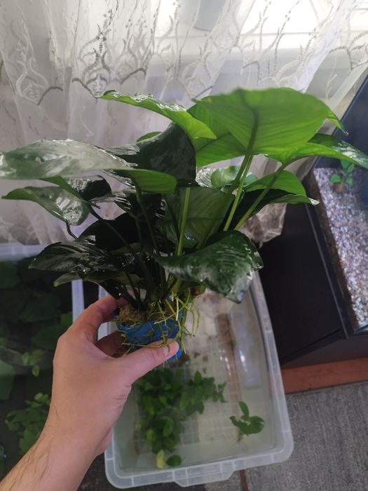 Anubias gigant sort