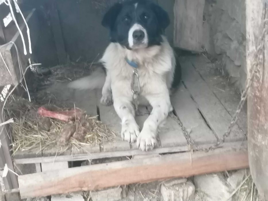 Кученца порода Българско овчарско куче - Каракачанки 130 лв.