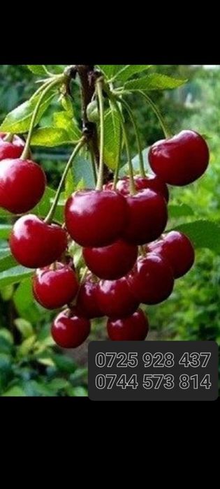 Nuc Chandler.Aluni.Pruni.ARONIA.Migdali Ciresi Catina Gutui Zmeura.Tei