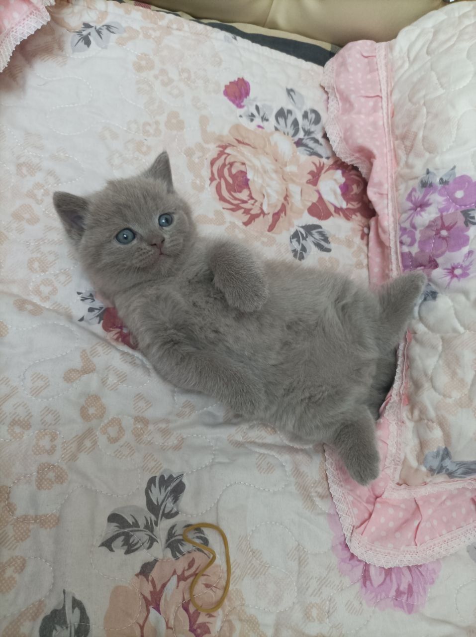 Продается Скоттиш