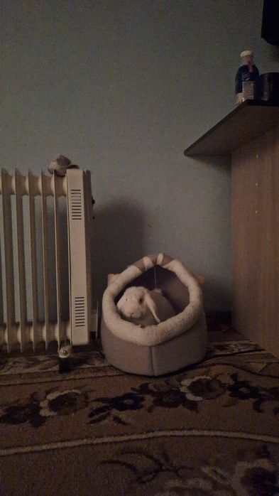 Кролик декоративный