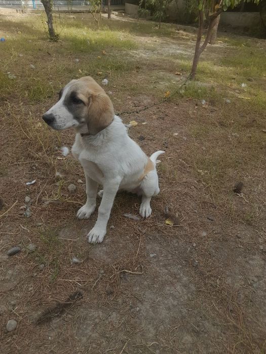 Kuchuk bolasi ..