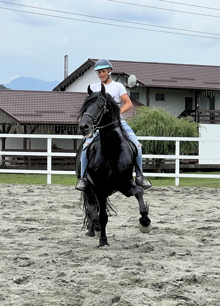 Armăsar Friesian echitație călărie