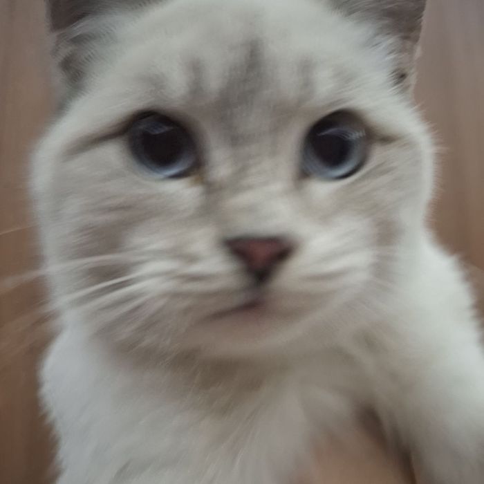 Сиамский кот, в добрые руки