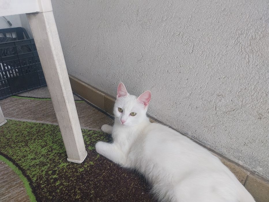 Подарявам котета с изградени хигиенни навици