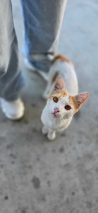 Adoptie donez Motan portocaliu cu alb 7-8 luni