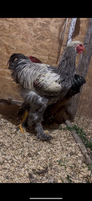 Tineret Brahma ..