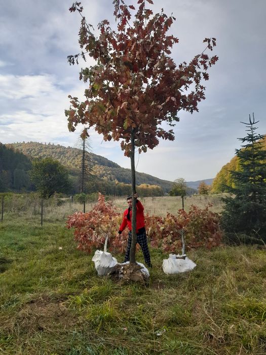 Stejar rosu braz tei mesteacăn pawlonia