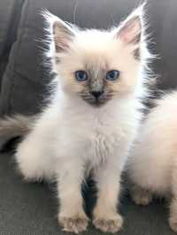 Puiut de ragdoll