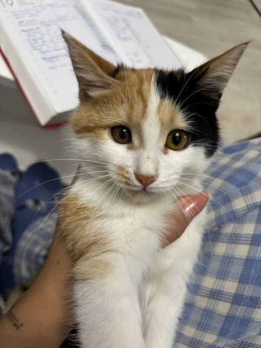 Отдам котенка в хорошие руки