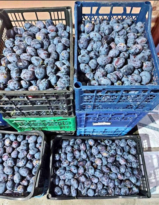 Vand prune pentru tuica