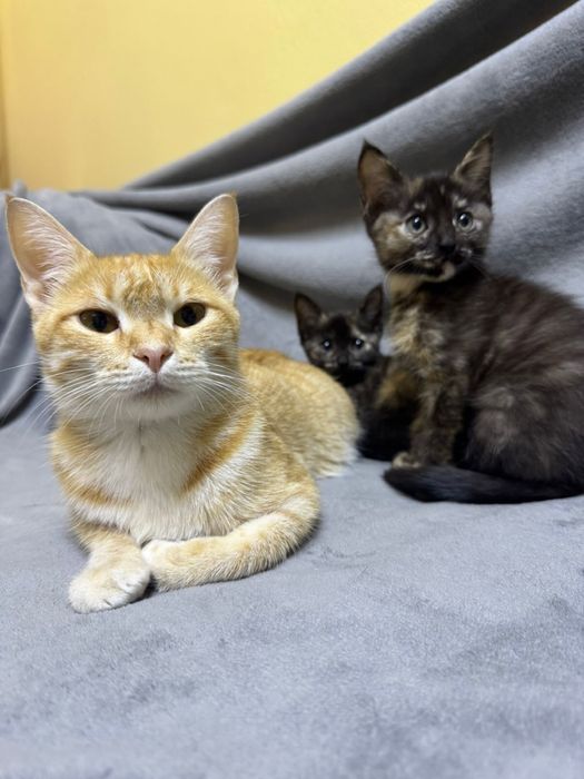 Ищу добрых хозяев для Кошки и котенка