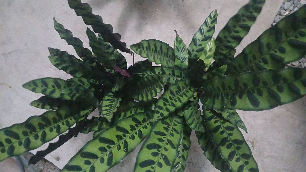 Tabiiy tuvakliy gullar sotiladi