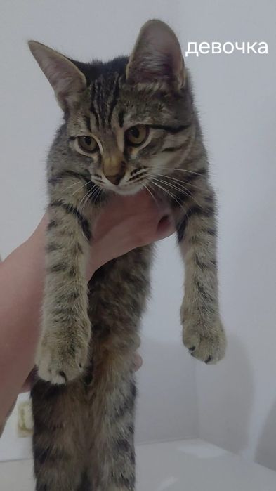 Мысық баласы, 5 ай. Котята 5 месяцев