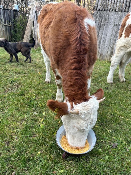 Vacute baltata romaneasca