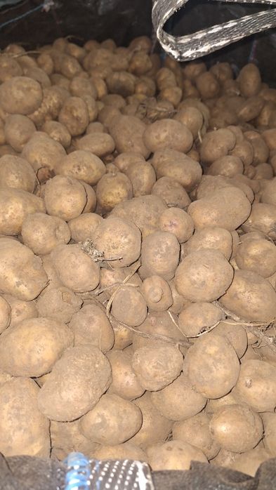 Vând cartofi albi nesortati 0.80