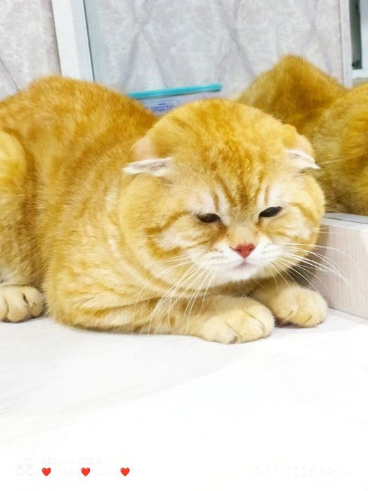 Скотш фолд золотая шиншилла чистый крови мальчик оригиналная 100%