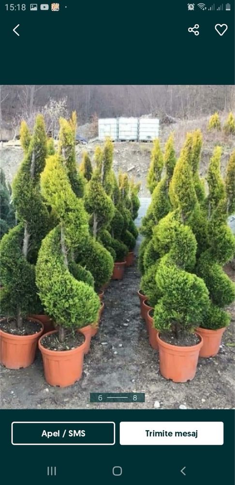 Tuia leylandi,plante ornamentale diferite specii.amenajari gradini