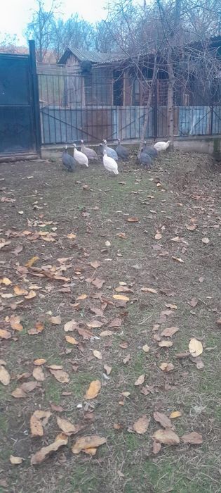 Bibilici tinere de 2025