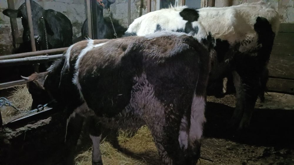 Vând o vițică de 7 luni și o mânză de 1 an și 4 lunii