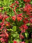 Lonicera japonica -caprifoi-gard viu   oferta 100 bucati