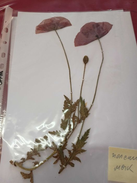 Хербарии (за  ученици и студенти)