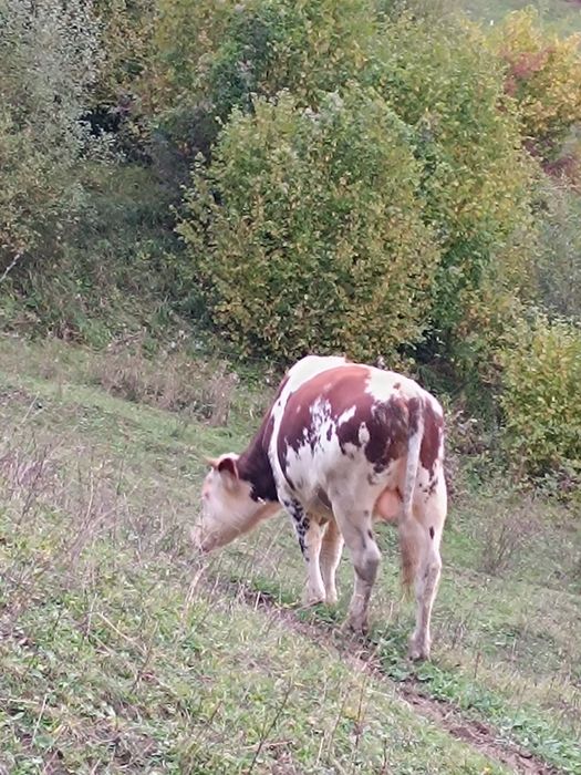 Taur bălțat bun de monta