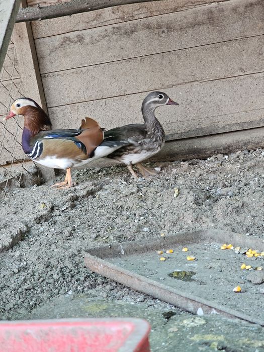 Vând rațe Mandarin