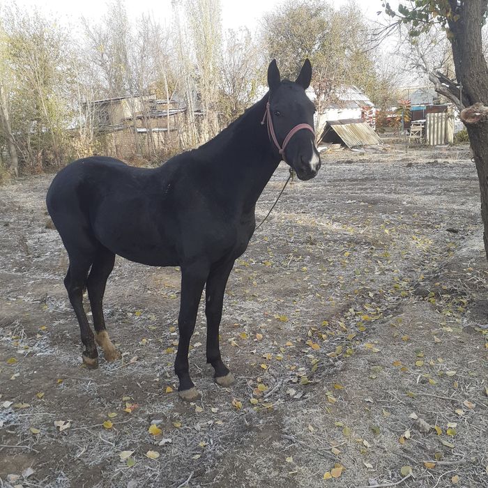 Кунан. Жеребец. Лошади.