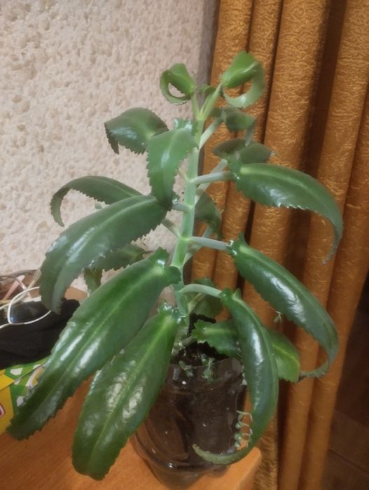 Каланхоэ лечебный