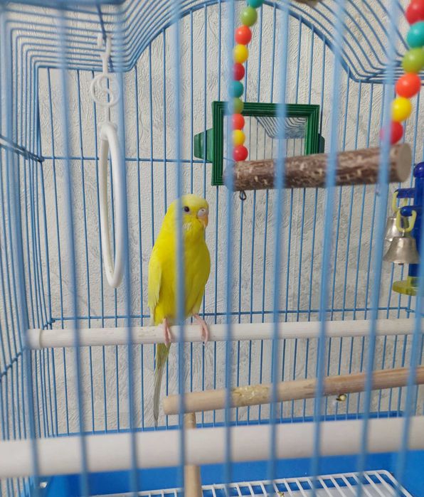 Волнистый попугай Лютино