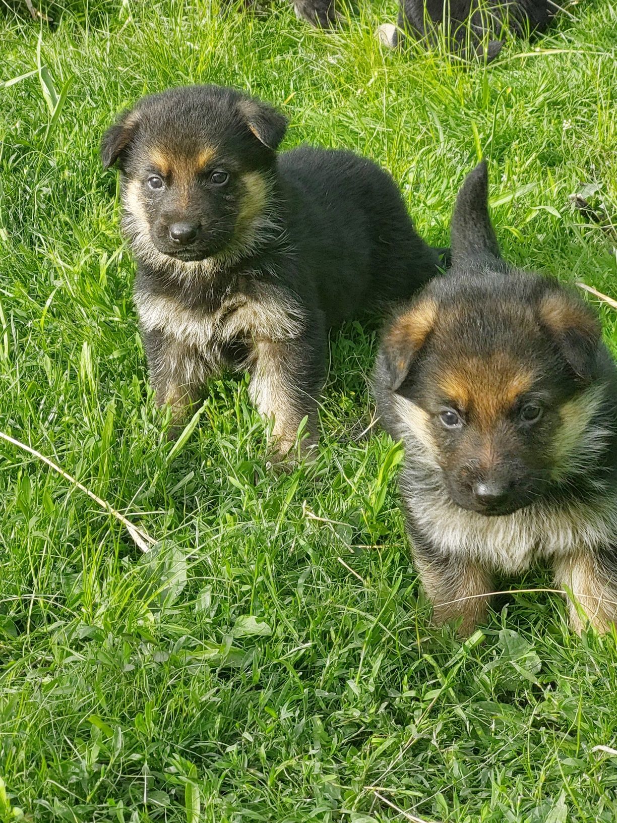 Pui ciobănesc german