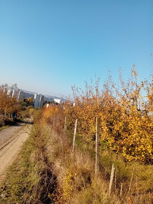 Grădină cu cabană