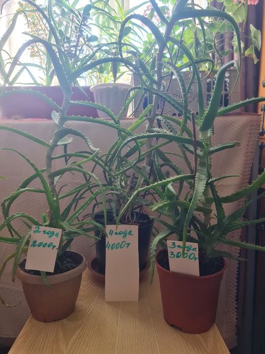 Алоэ, алой лечебный древовидный