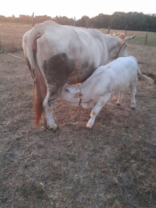 Vaca si vitel de vanzare