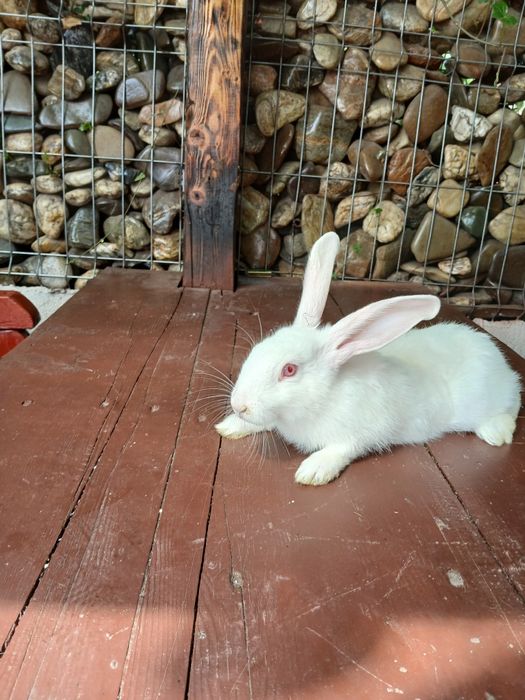 Vând iepuri de 3 luni,   am 10 bucăți !!