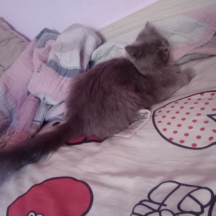 Продаётся Скотиш старйт, шиншилли