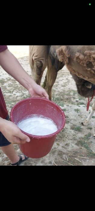 Натуральный Домашний Свежий кымыз шубат.Кумыс. Қымыз. Шұбат. Курт, Құр