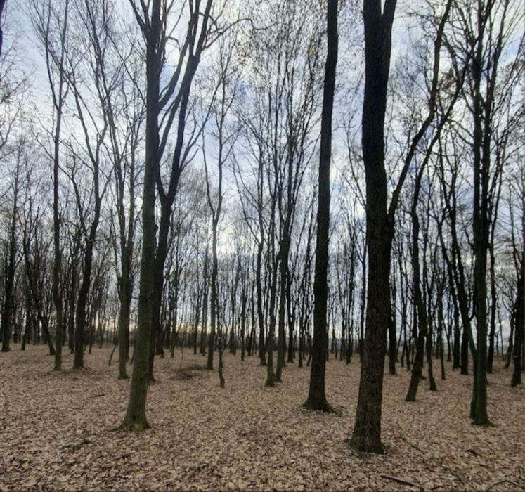 Padure langa Satu Mare 24 arii Ciuperceni