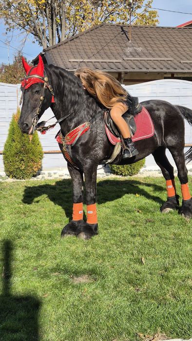 Armasar frizian pt copiii - cal de scoala