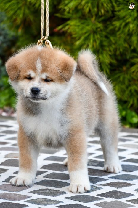 Akita inu Femela - linie top