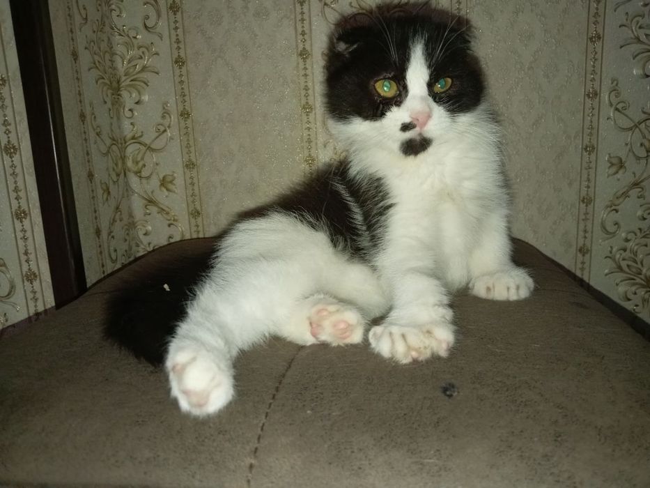 Скотишфолд зотли Мушук сотилади