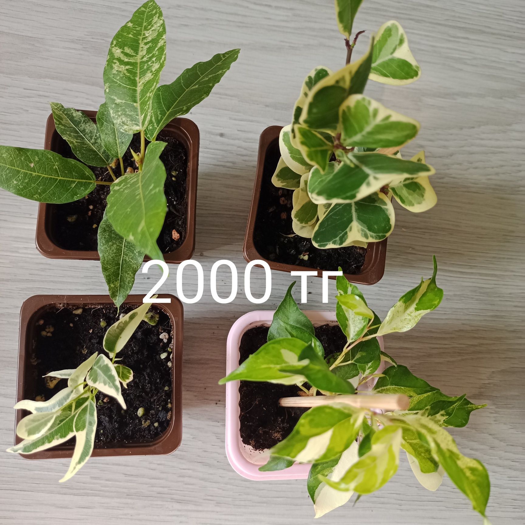 Продам сортовые фикусы
