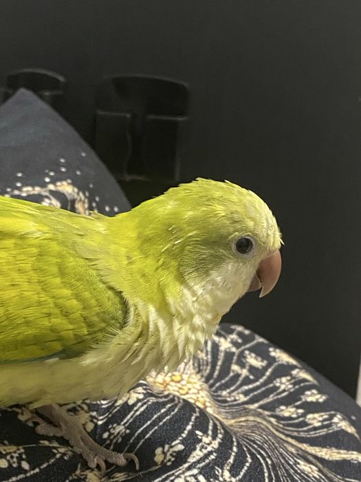 Папагал Монах на 6 месеца , с голяма клетка и много аксесоари