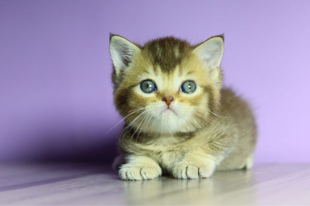 Продаются британские котята