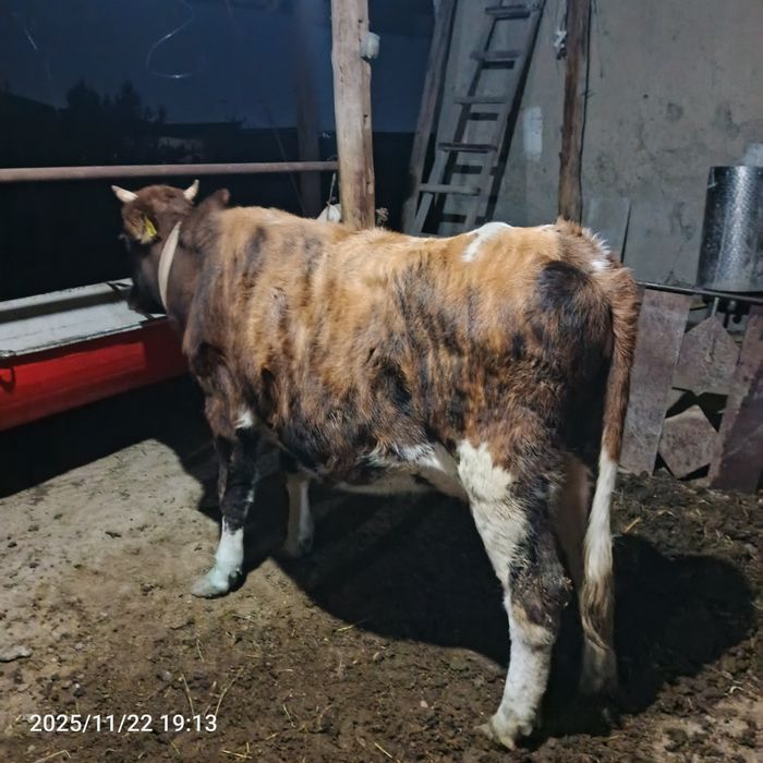 4 oylik bugʻoz sotiladi